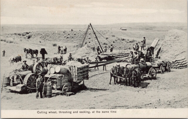 Early cutting of wheat, threshing and sacking all at once